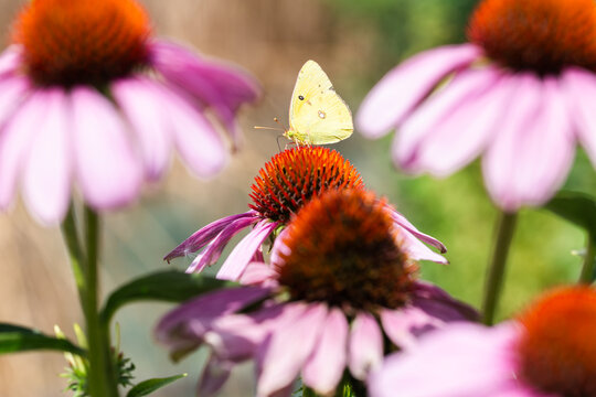 Butterfly on echinacea flower in a natural setting
