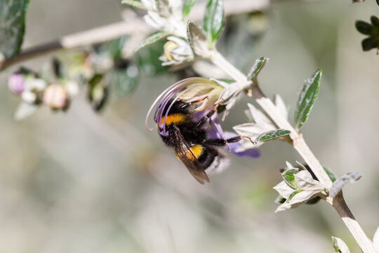 Bombus  pollinating Teucrium fruticans flower