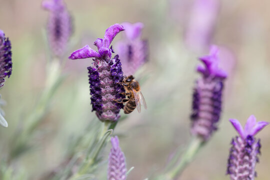 Honeybee pollinating lavender flower in a garden setting