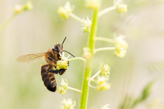 Honeybee on a wildflower gathering nectar in nature