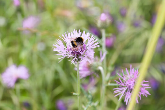 Bumblebee on thistle flower in a green meadow