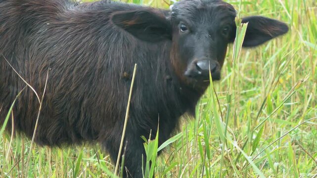 A charming young Water Buffalo (Bubalus bubalis)  calf among the reeds, close-up.