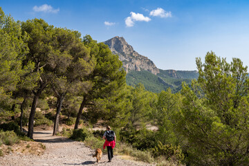 Hikers on a forest trail with a view of Sainte-Victoire Mountain in Provence, a limestone mountain in southern France