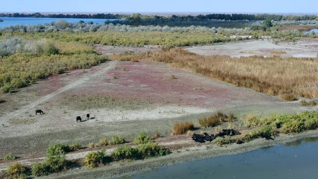 Aerial photography of a herd of Water Buffalo (Bubalus bubalis)  in the vastness of the Danube Delta, the camera slowly descends from the landscape of the Danube Delta to the herd of animals.