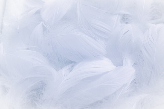 Soft white feathers in a delicate natural background