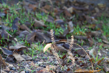 Autumn weeds, dead seeds, leaves on the ground. End of season yard cleanup.