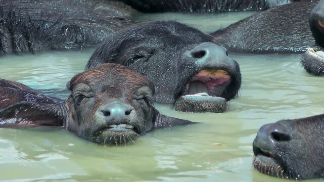 A Water Buffalo (Bubalus bubalis)  calf takes a bath with the adult animals, close-up.