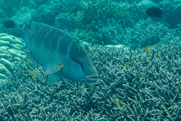 Napoleon wrasse swims over corals of Bali