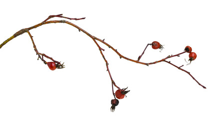 Dry twig with red berries of wild fose isolated on white or transparent background