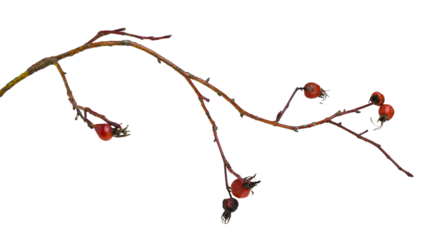 Dry twig with red berries of wild fose isolated on white or transparent background