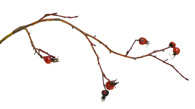 Dry twig with red berries of wild fose isolated on white or transparent background