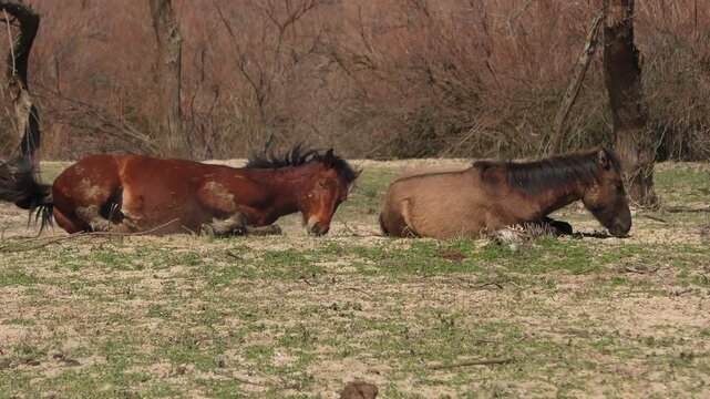 Wild horses clean their skin of parasites while rolling in the dust on one of the islands of the Danube Delta.