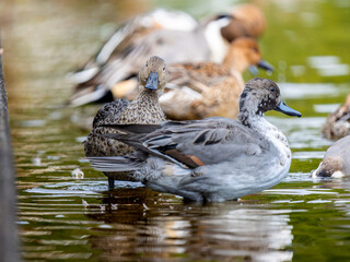 Fototapeta premium 水辺のオナガガモ