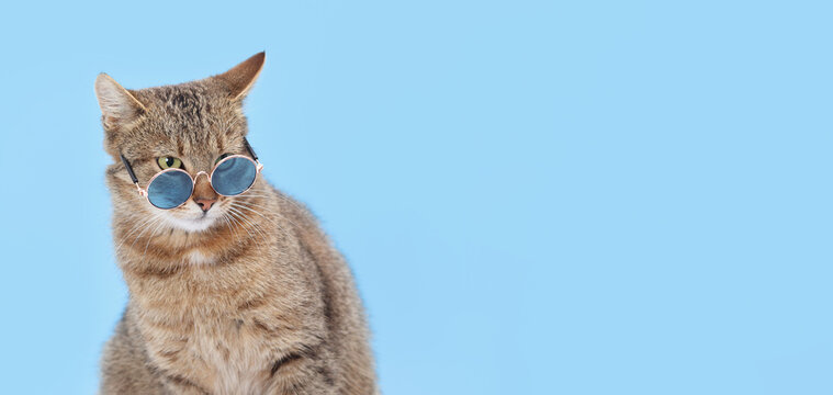 Stylish tabby cat in round blue sunglasses on clean blue background with empty space for text. Minimalistic horizontal banner for marketing, ads, web design and creative concepts.
