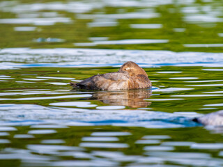 池を泳ぐホシハジロ