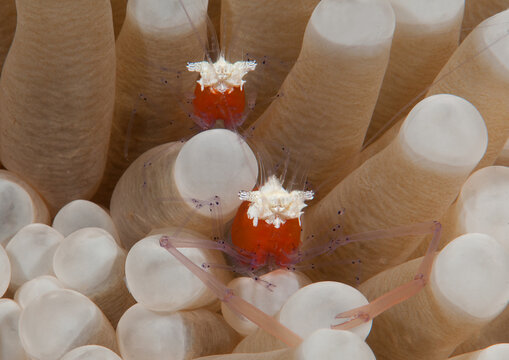 Mushroom coral shrimp  resting between tentacles of a sea anemone, Bali, Indonesia - Powered by Adobe