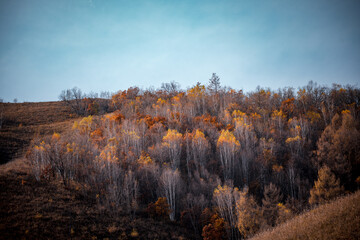 Birch forests in Arxan, Inner Mongolia, Northeast China in late autumn