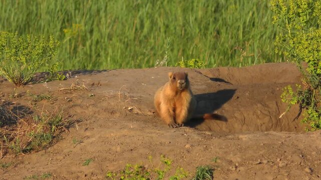 Steppe Marmot (Marmota bobak) stands upright next to its burrow, sits down, stands up, close-up.