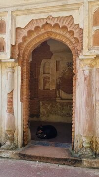 Vertical shot of a lone dog resting inside a crumbling colonial mansion in Panam Nagar, Bangladesh, under bright sunlight, capturing the stillness of the abandoned town