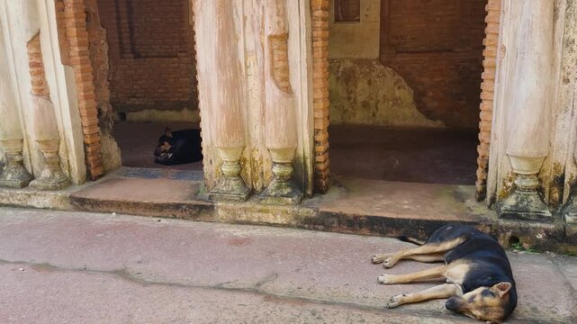 Two dogs sleep peacefully before the ruins of an abandoned colonial mansion in Panam Nagar, Bangladesh, as sunlight reveals the quiet decay of the historic ghost town.