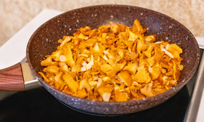 Chopped orange golden chanterelle mushrooms cooking in a non-stick frying pan on a stovetop. The mushrooms are sauteed until golden brown Cantharellus cibarius, girolle