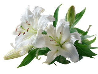Obraz premium A cluster of fresh white lily flowers with green leaves.