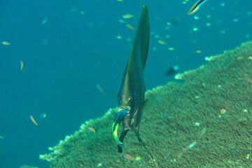 Juvenile Batfish cleaned by cleaner fish at cleaning station of Bali