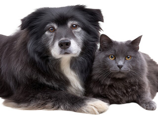 Obraz premium Dog and cat lying together, looking sideways.