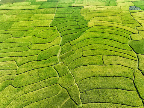 Aerial view of vibrant green rice paddies create a mesmerizing patchwork quilt across the landscape, Naogaon, Rajshahi Division, Bangladesh.