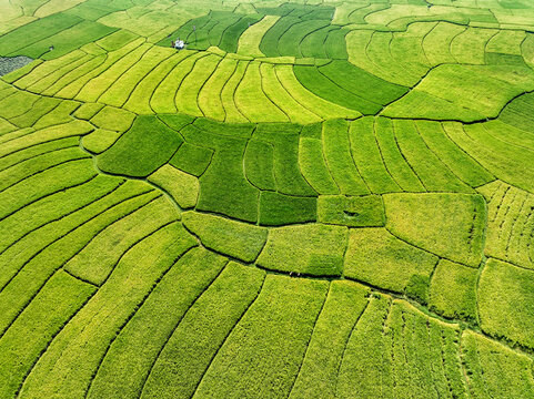 Aerial view of vibrant green and yellow terraced rice fields create a stunning patchwork quilt from above, Naogaon, Rajshahi Division, Bangladesh.