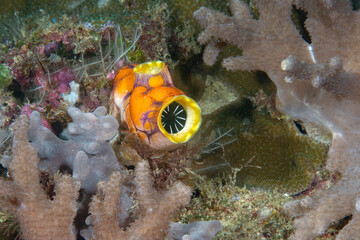 Gold Mouth Sea Squirt or the ink-spot sea squirt on corals of Bali
