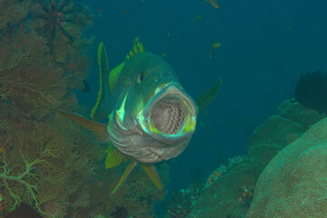 Two-striped sweetlips or giant sweetlips opens the mouth for  cleaning at cleaning station of Bali