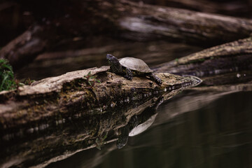 Turtle in Tisza, Hungary