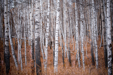 Fototapeta premium Birch forests in Arxan, Inner Mongolia, Northeast China in late autumn