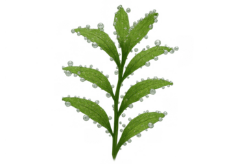 Green aquatic plant stem with leaves creating oxygen bubbles, underwater biology and ecology, transparent background