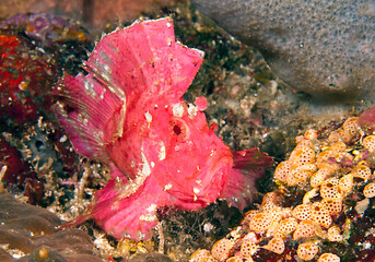 Leaf scorpionfish between  corals of Bali