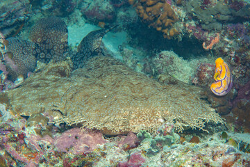 Tasselled wobbegong shark  rests on corals of Bali
