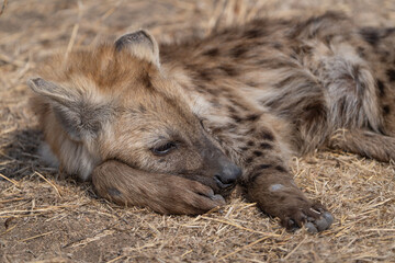 Fototapeta premium Closeup of spotted hyena cub resting on its front paw while lying in the dry grass, Kruger National Park. 