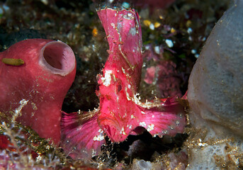 Leaf scorpionfish between  corals of Bali