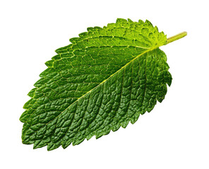 Single vibrant green herb leaf with serrated edges