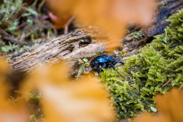 Fototapete bei efototapeten.de bestellen   