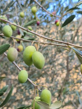 Green olives on a olive tree branch, in Provence, South of France. Lucques olive