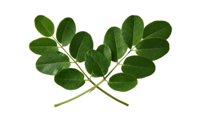 Symmetrical arrangement of two green leaf stems against a black background