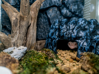 ハイナントカゲモドキ