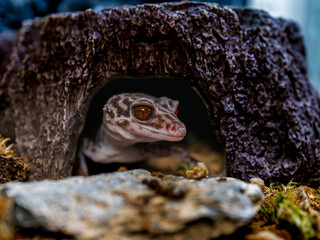 ハイナントカゲモドキ