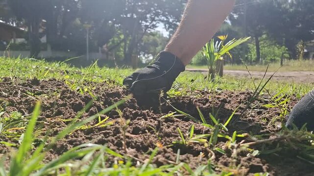 Man pulling weeds growing in the lawn