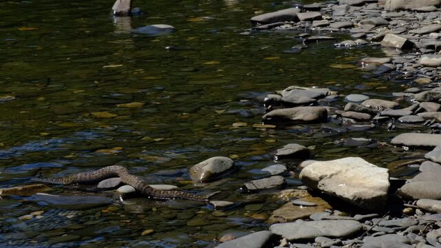 The dice snake Natrix tessellata rest on stones.  Species of snake in the genus Natrix of the family Colubridae. Lake Baikal area