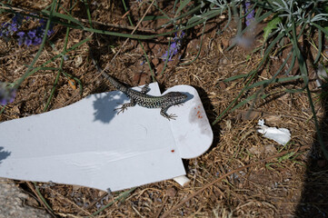 A lizard sits on an abandoned food carton in nature