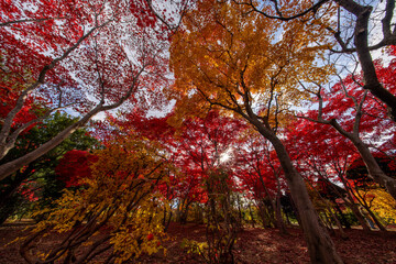 北海道　札幌　平岡樹芸センター　紅葉　もみじ　トンネル