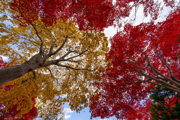 北海道　札幌　平岡樹芸センター　紅葉　もみじ　トンネル